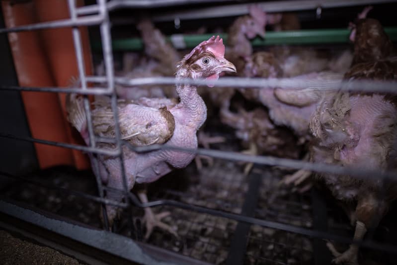 Placeholder multimediów