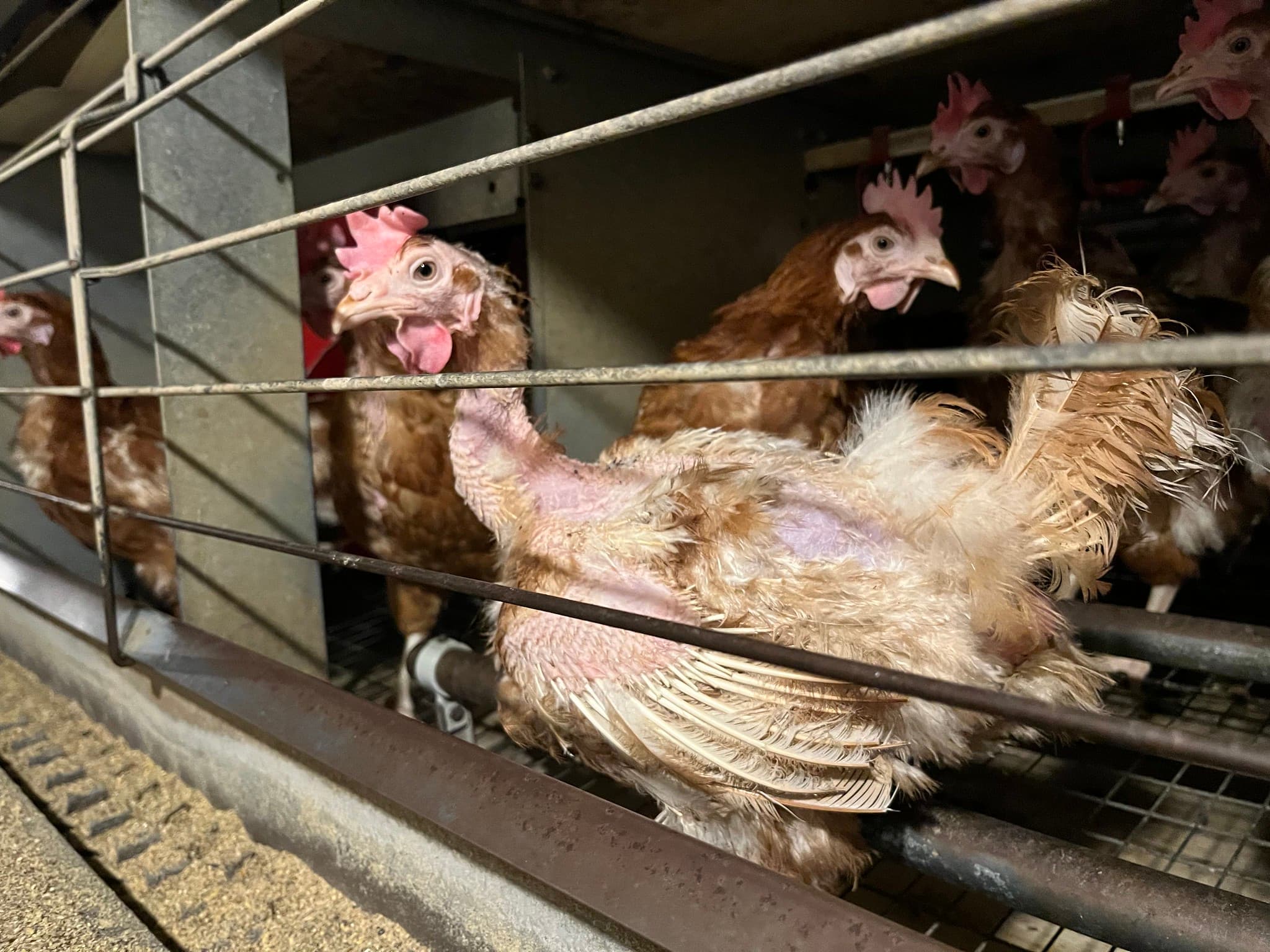 Placeholder multimediów