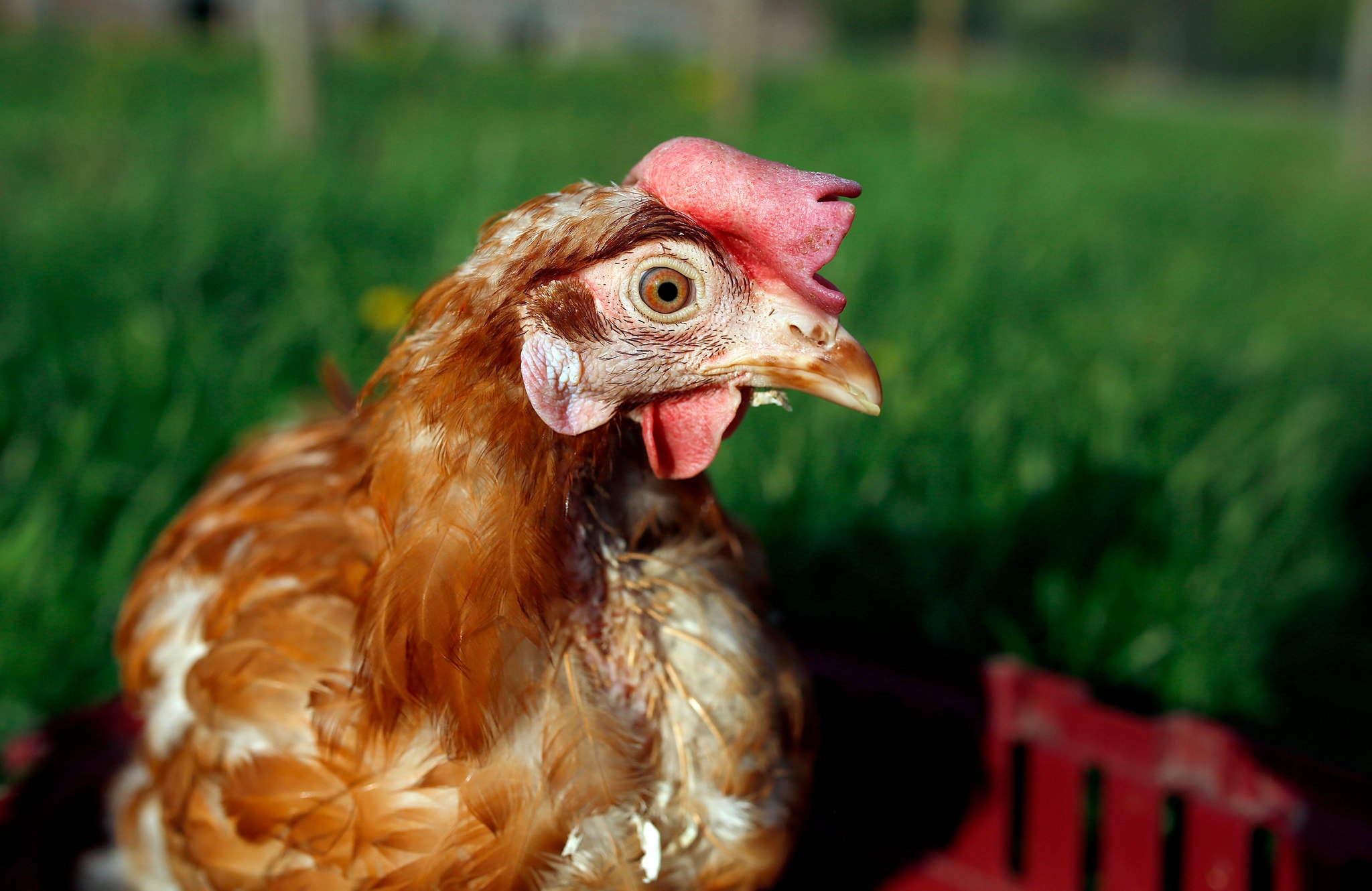 Zdjęcie zwierzęcia: Kura