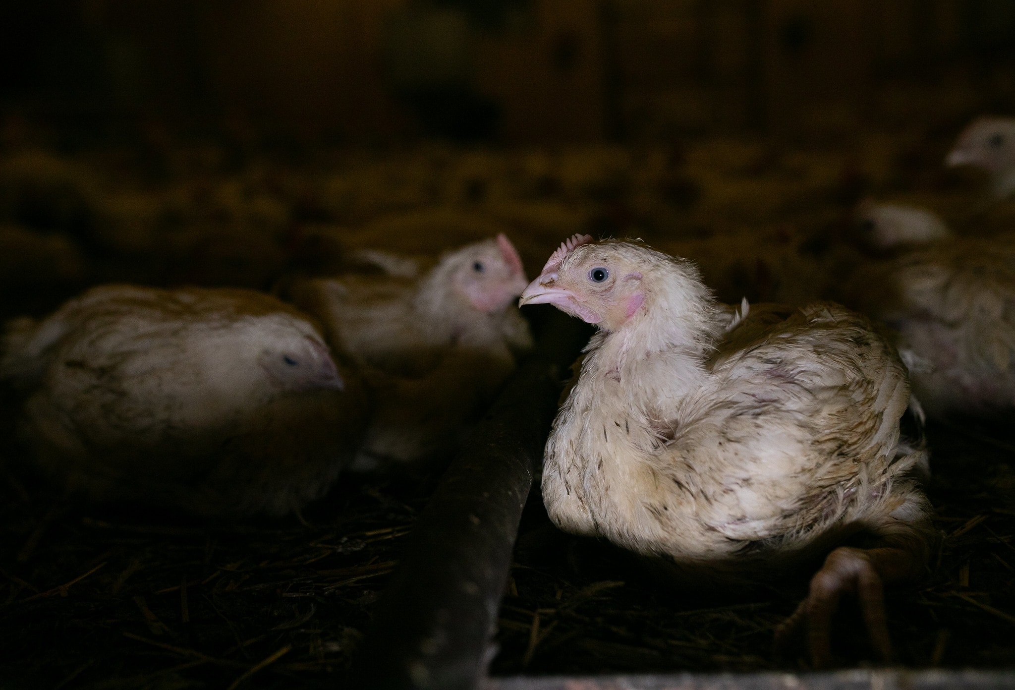 Zdjęcie zwierzęcia: Kurczak