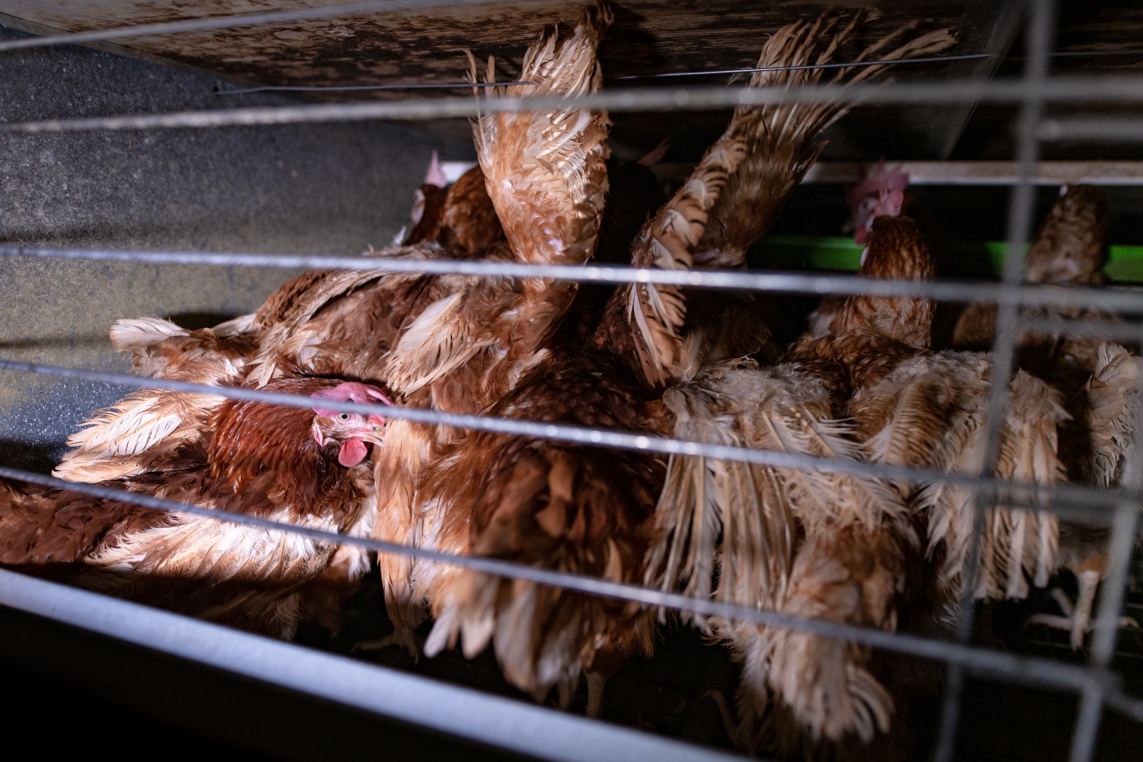 Placeholder multimediów