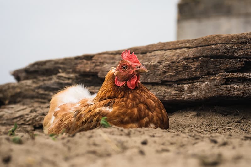 Placeholder multimediów
